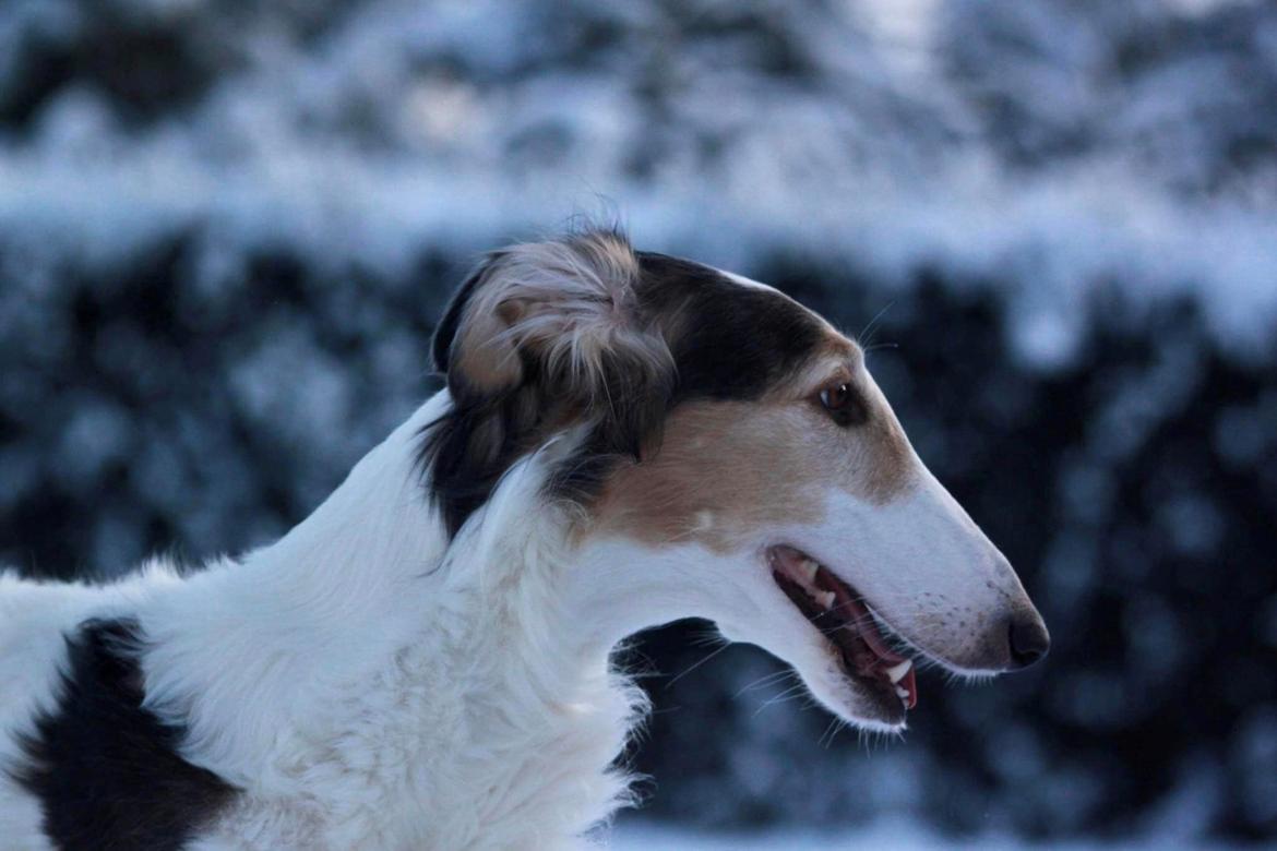 Borzoi Pony billede 30