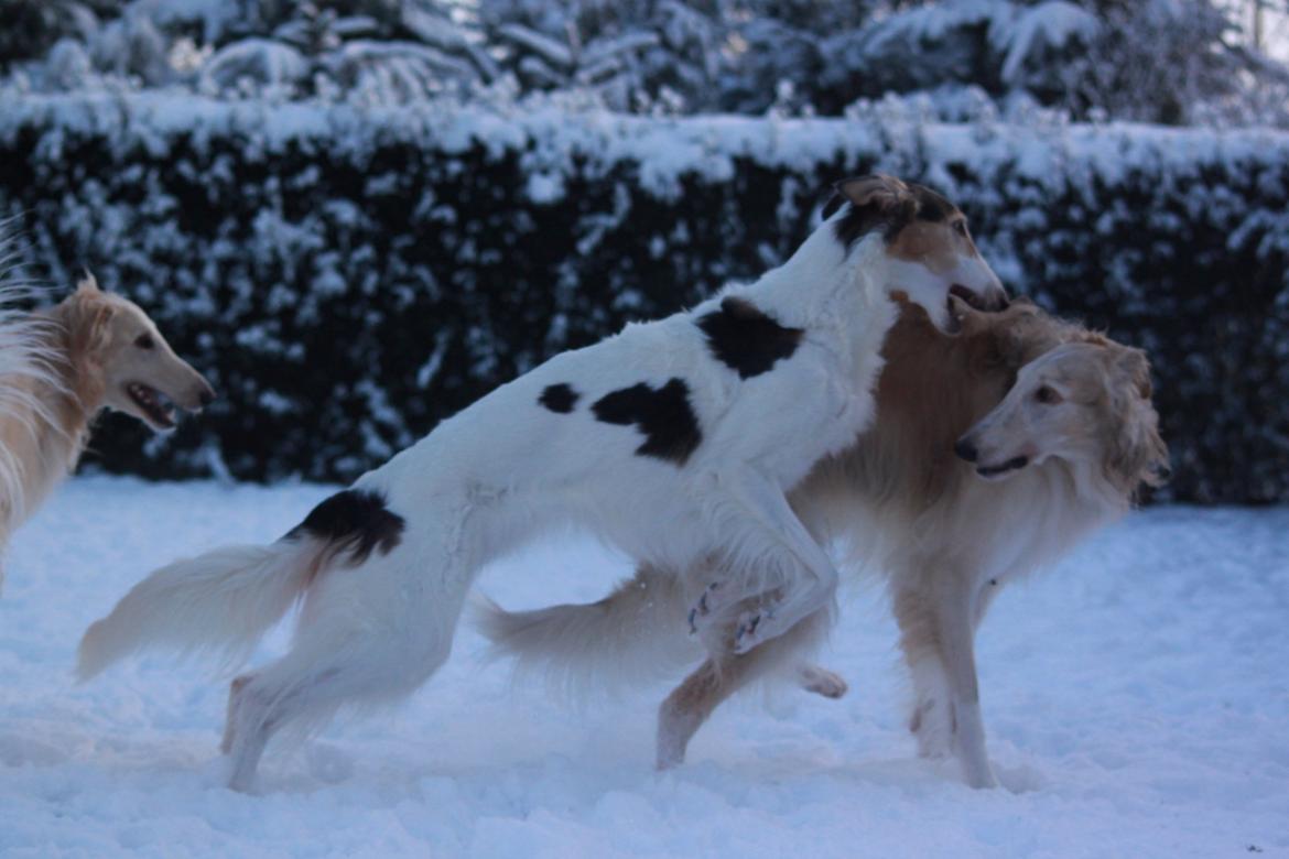 Borzoi Pony billede 32