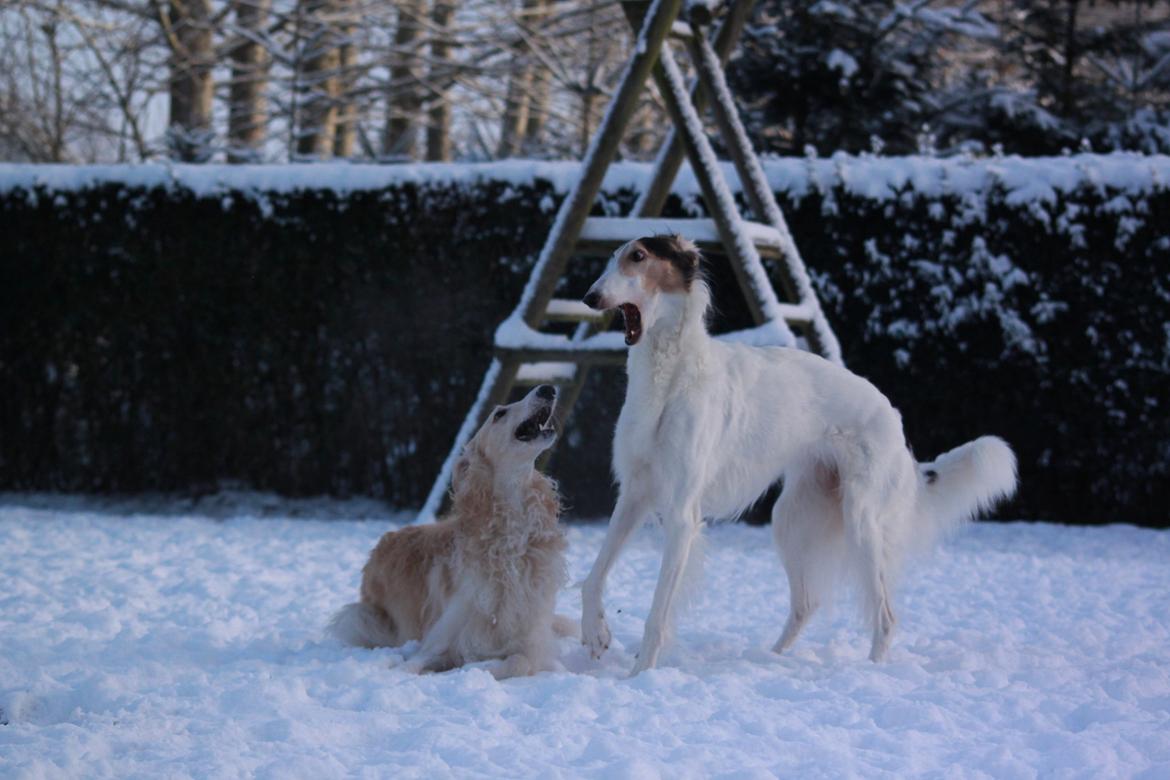 Borzoi Pony billede 34