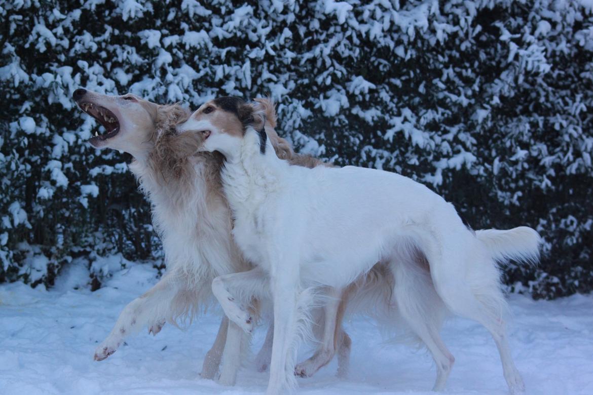 Borzoi Pony billede 35