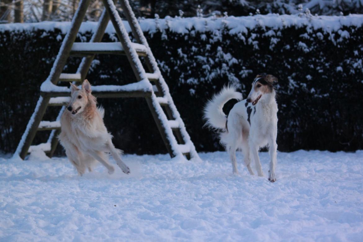 Borzoi Pony billede 33