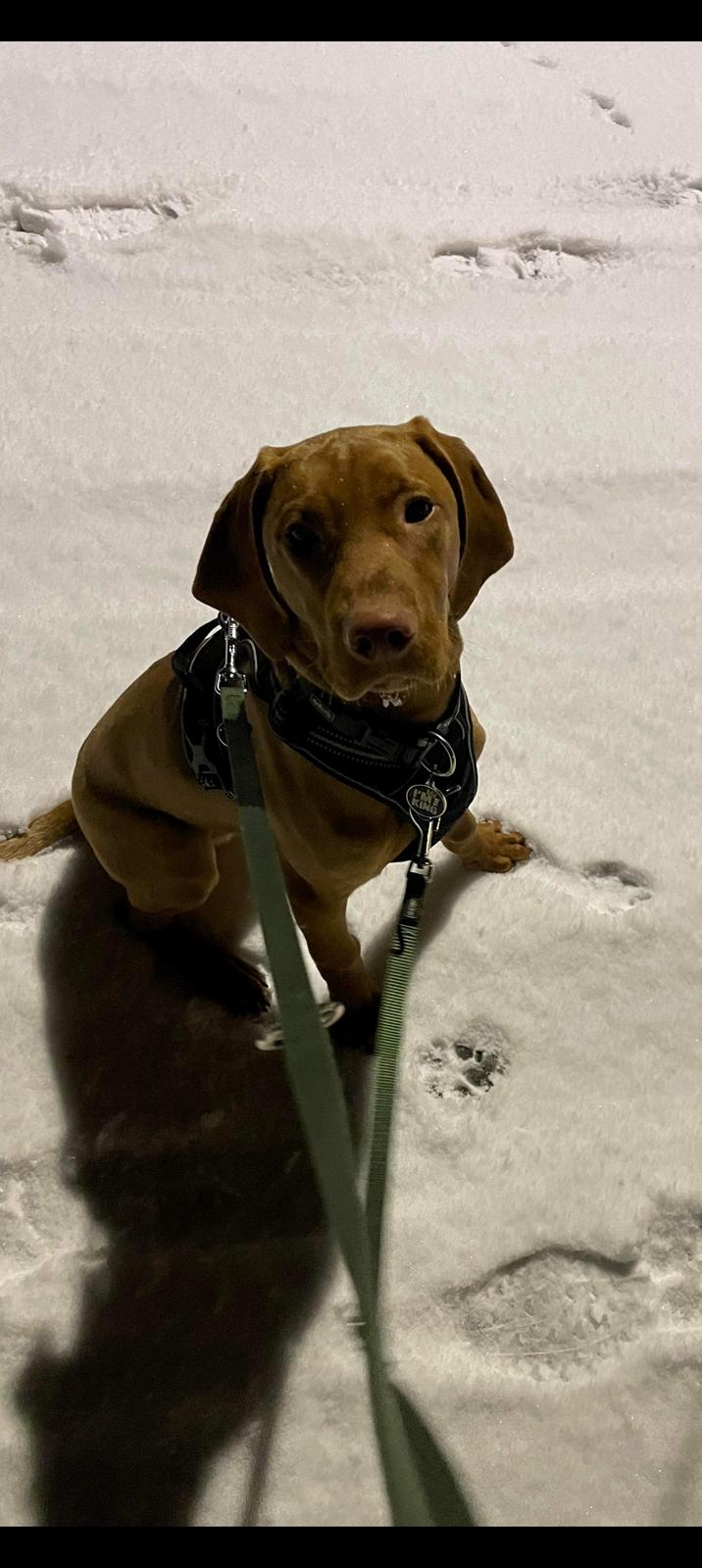 Vizsla Woodie  billede 1