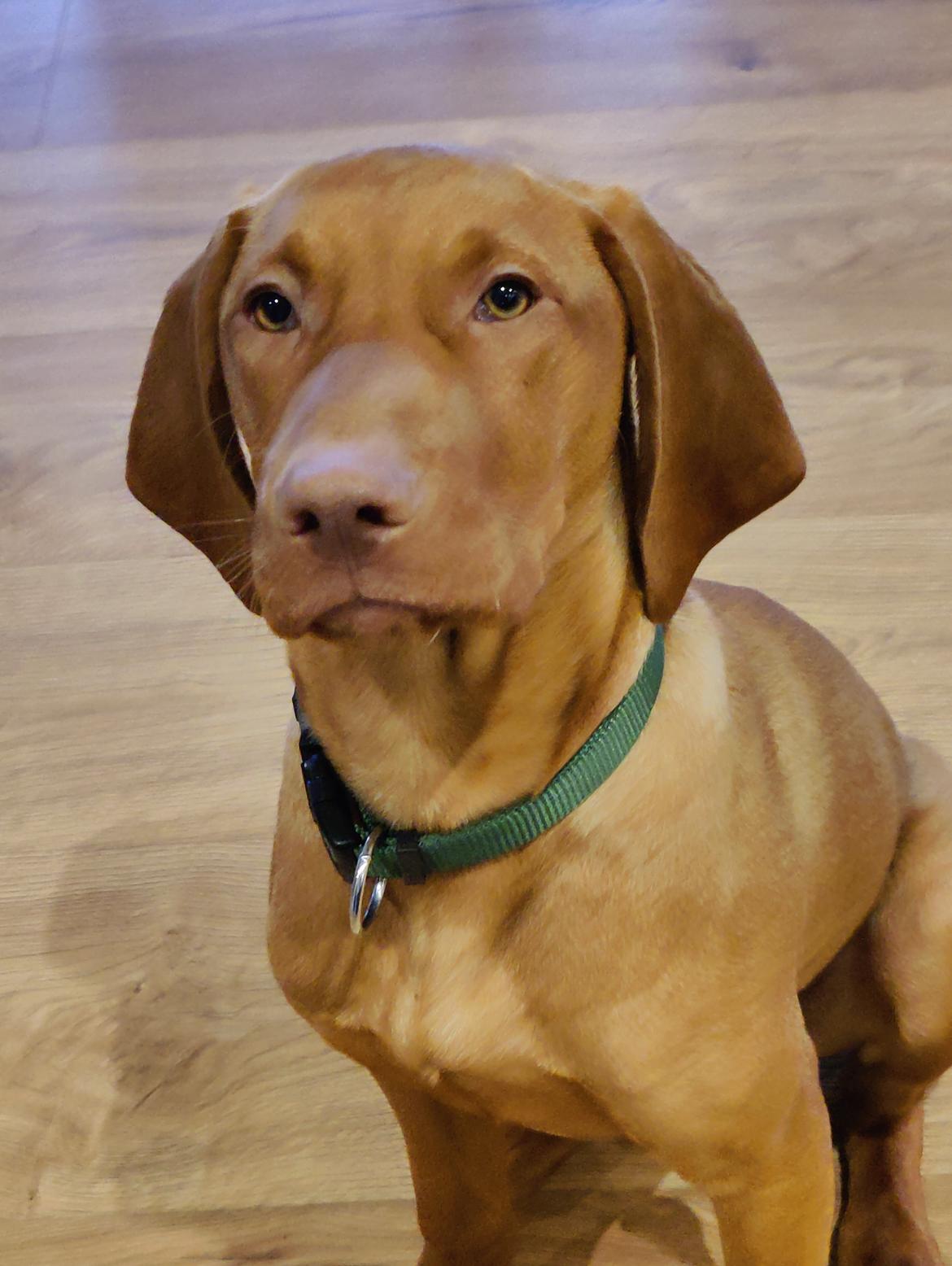 Vizsla Woodie  billede 4