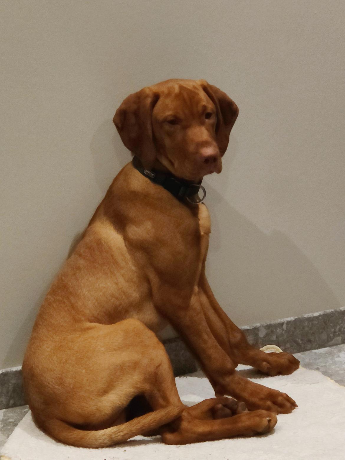 Vizsla Woodie  billede 6