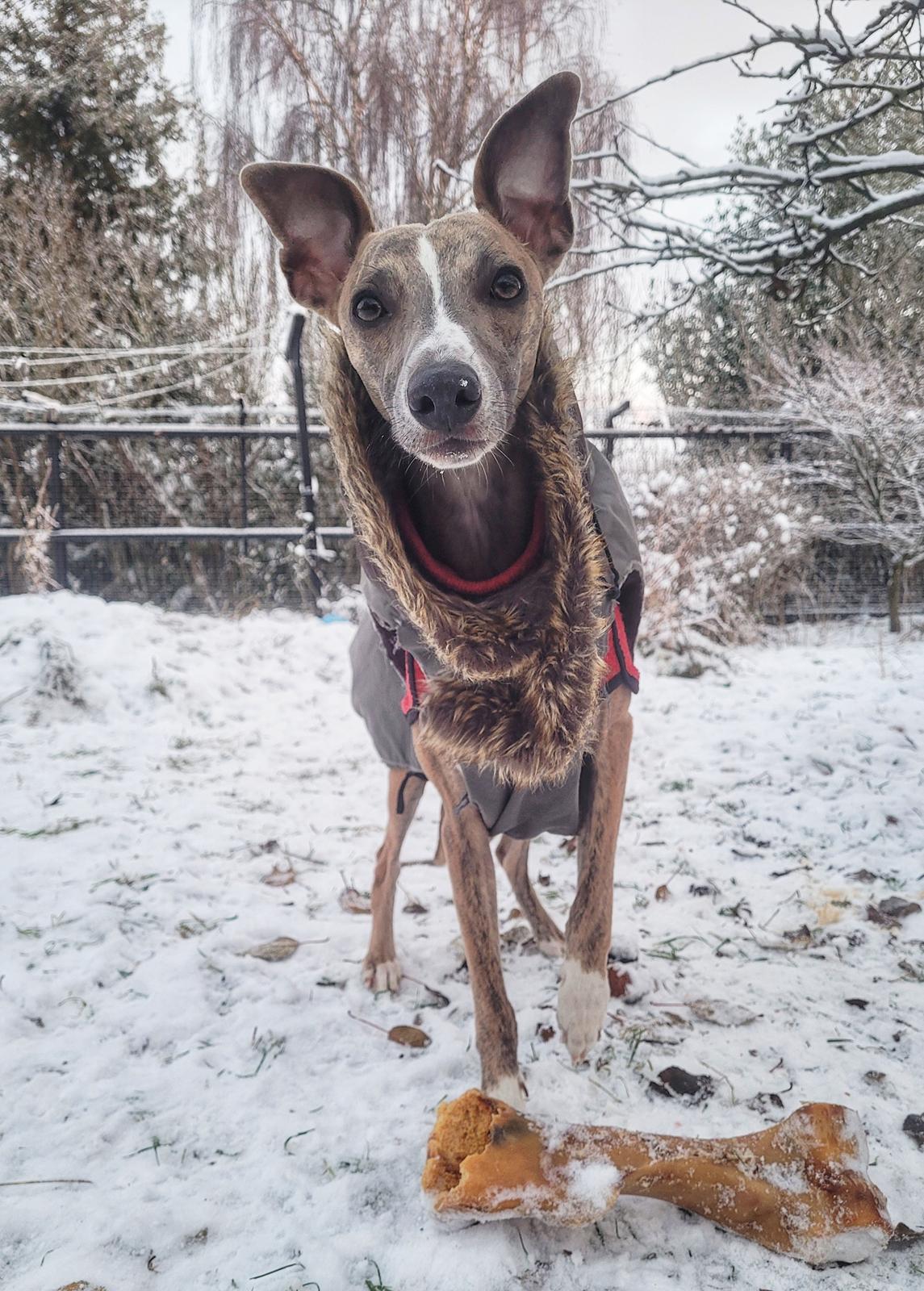 Whippet Falcon (Tanalorn Mr. Quade) billede 37