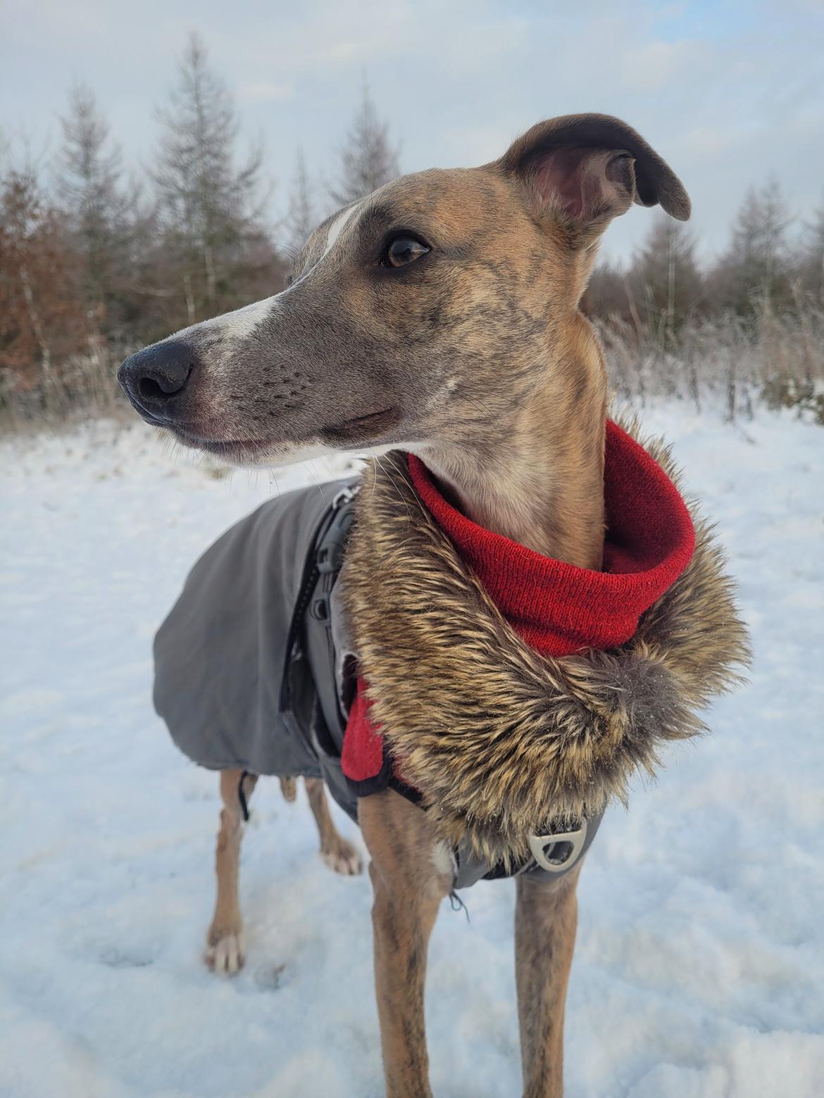 Whippet Falcon (Tanalorn Mr. Quade) billede 39