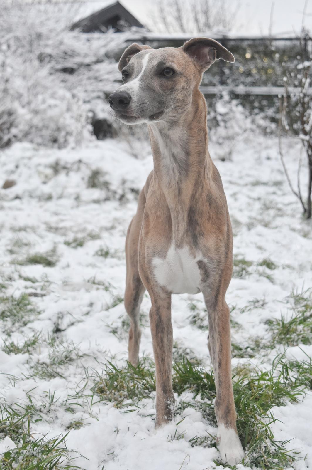 Whippet Falcon (Tanalorn Mr. Quade) billede 3