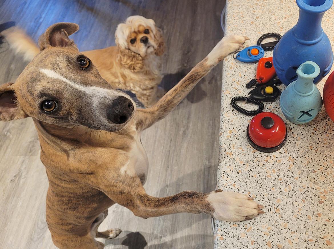 Whippet Falcon (Tanalorn Mr. Quade) billede 40