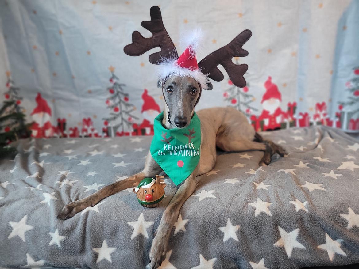 Whippet MeepMeep - Dec. 2022 billede 45