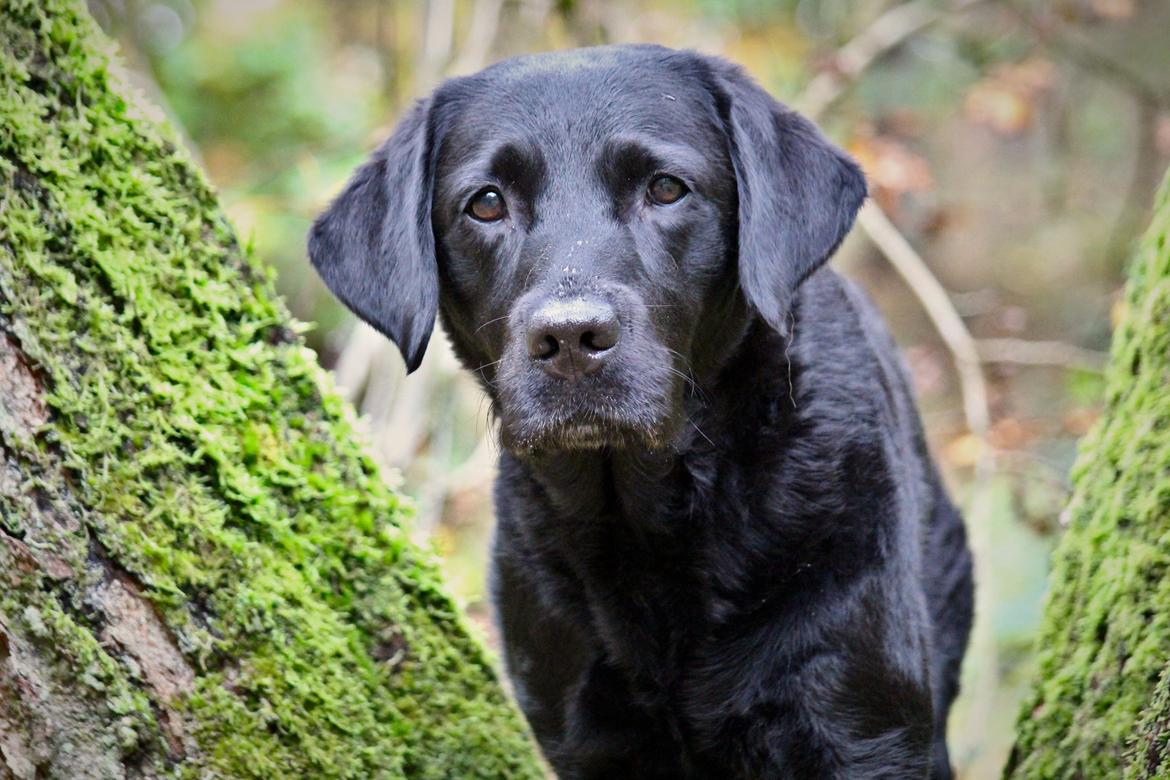 Labrador retriever Enya - Dec. 2022 billede 50