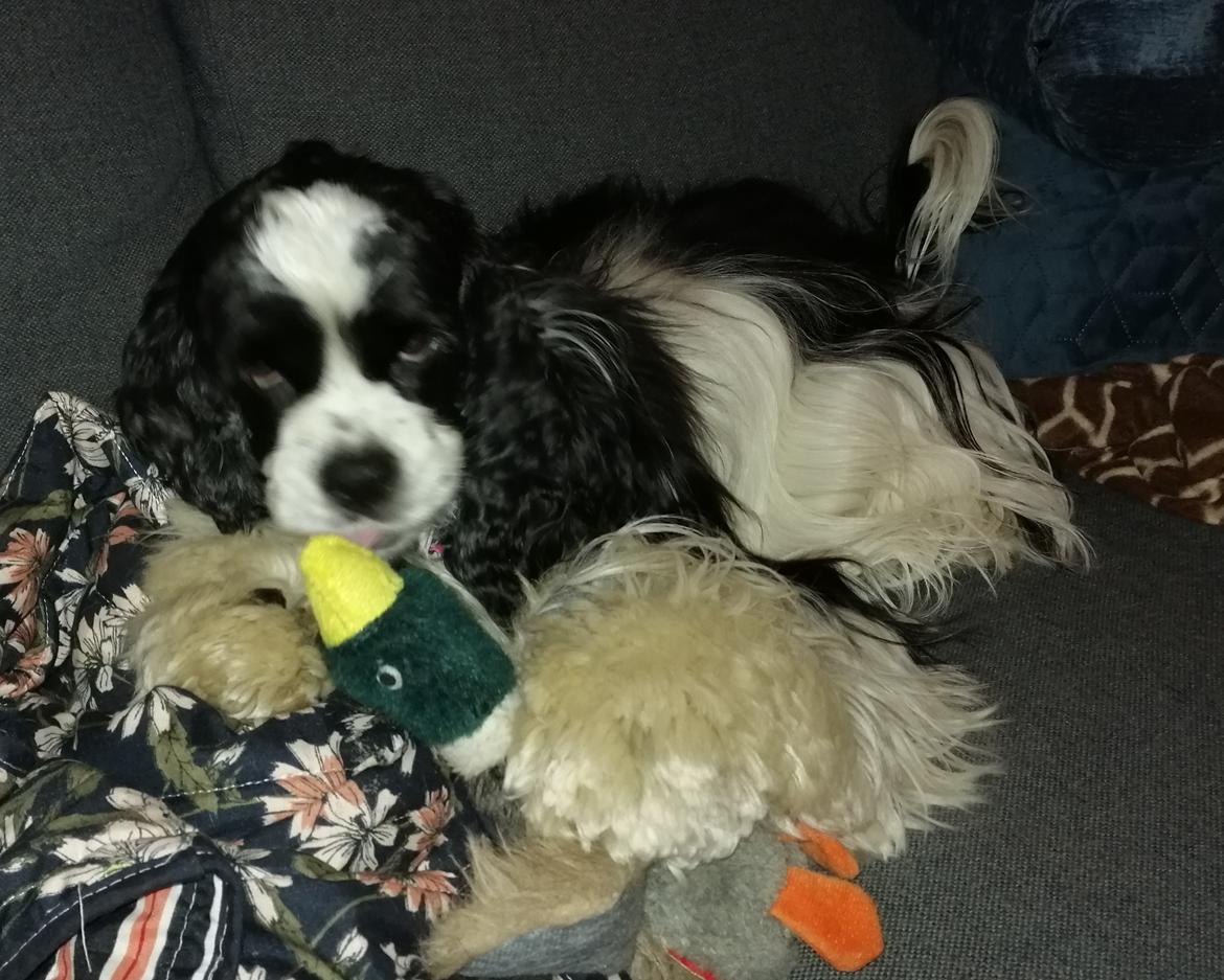 Amerikansk cocker spaniel Mary  billede 21