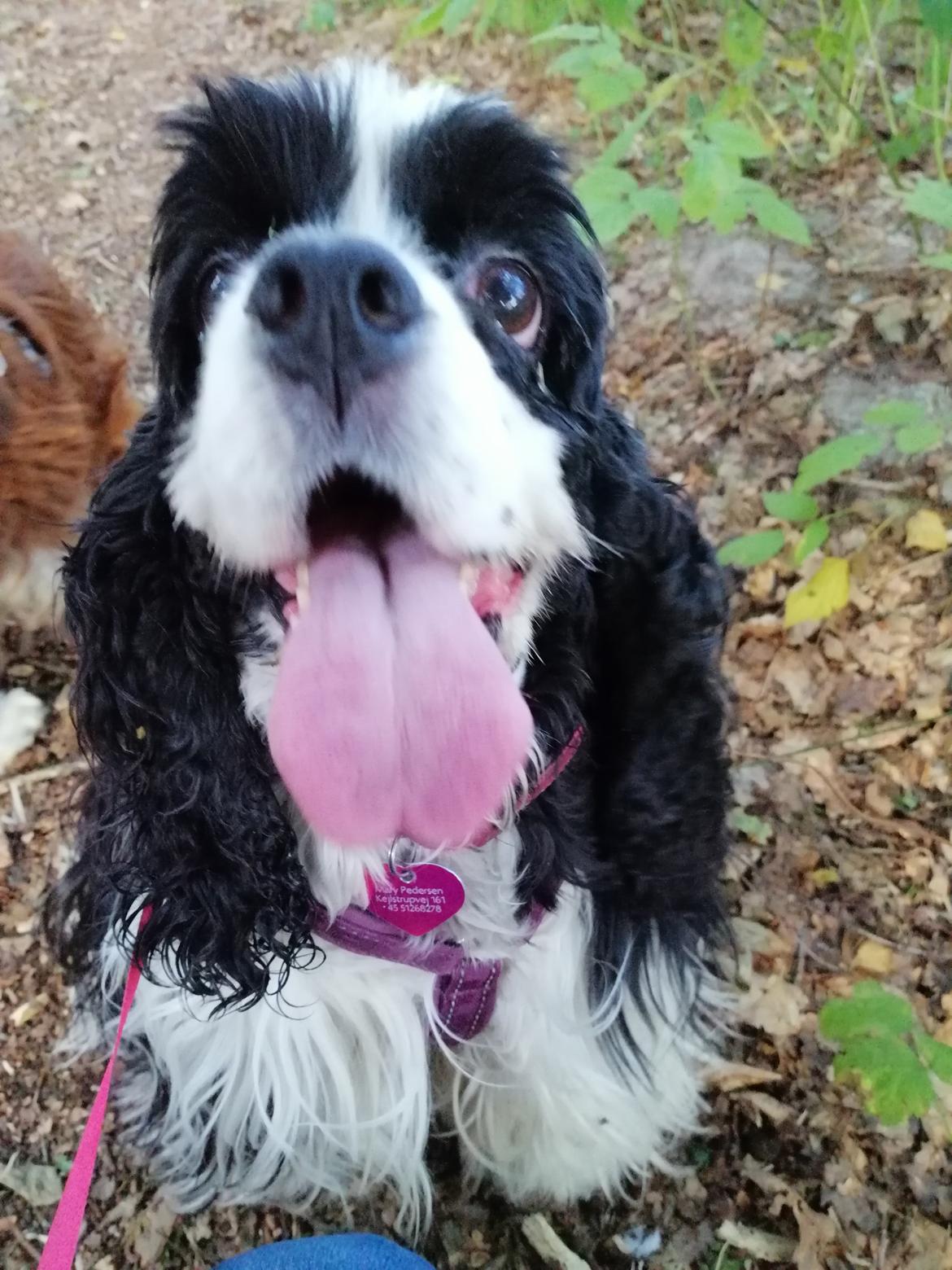Amerikansk cocker spaniel Mary  billede 22