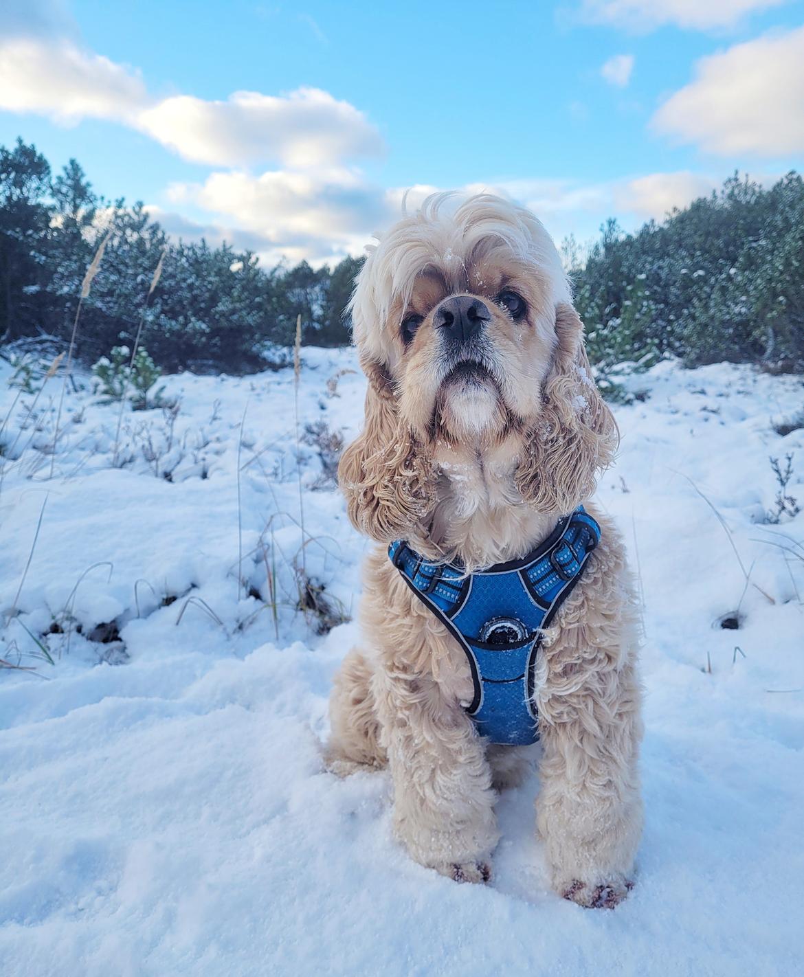 Amerikansk cocker spaniel Viggo Pedersen  billede 43