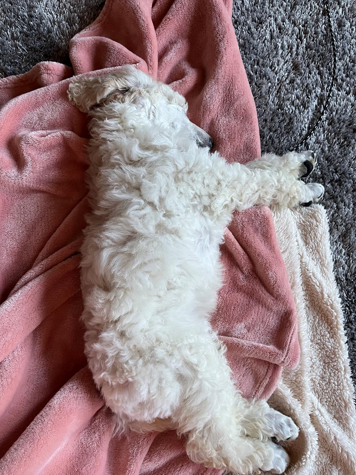 Storpuddel Malia  billede 3