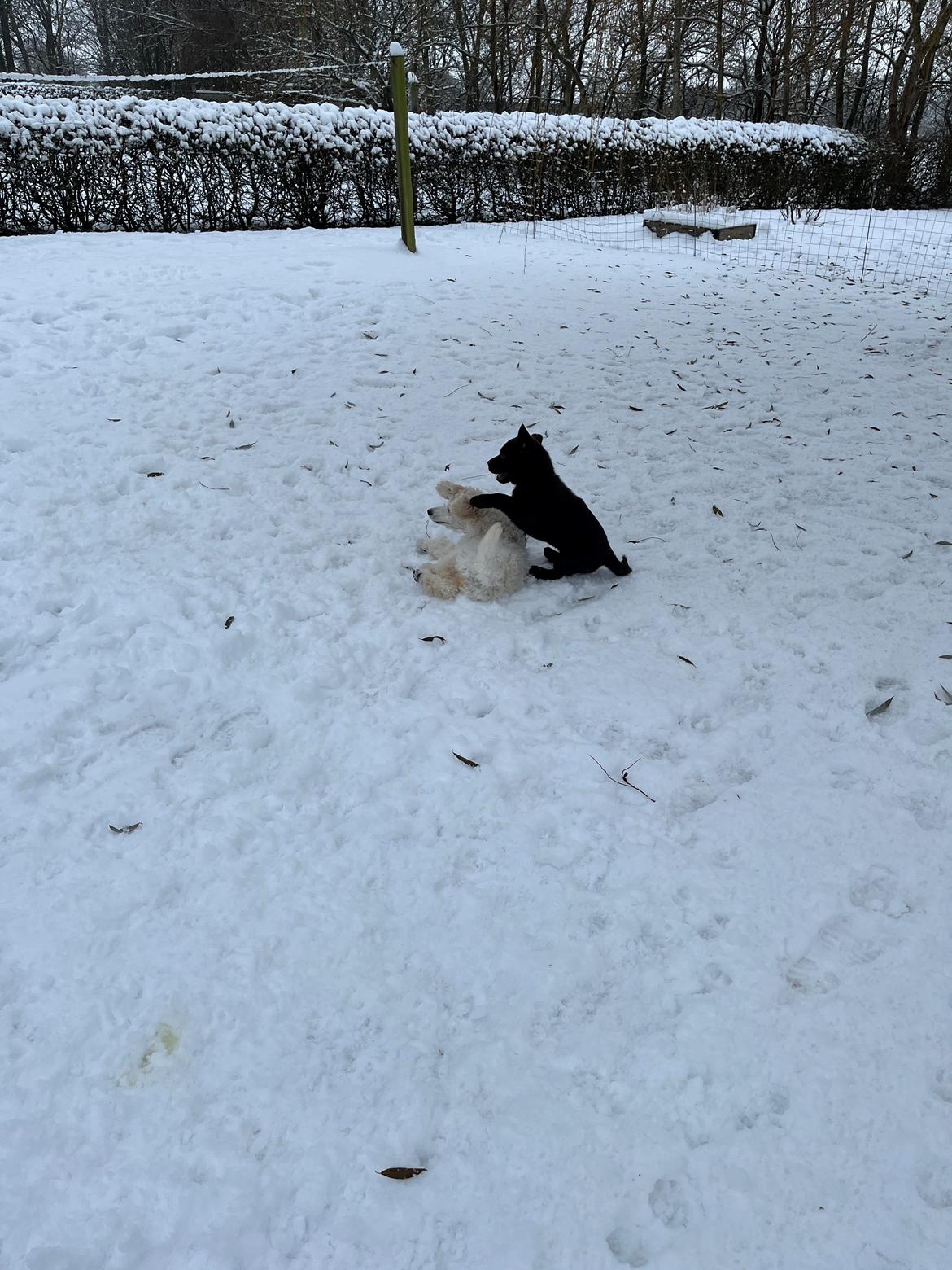 Storpuddel Malia  billede 8