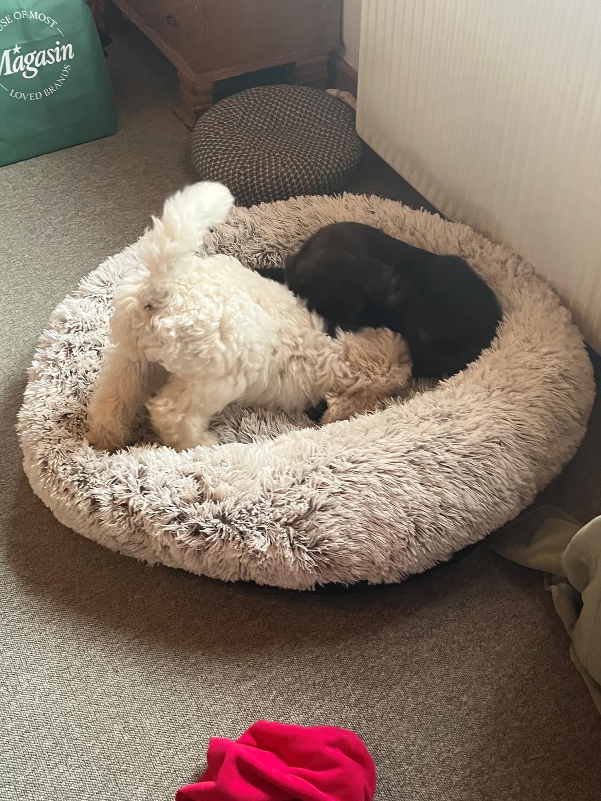 Storpuddel Malia  billede 10