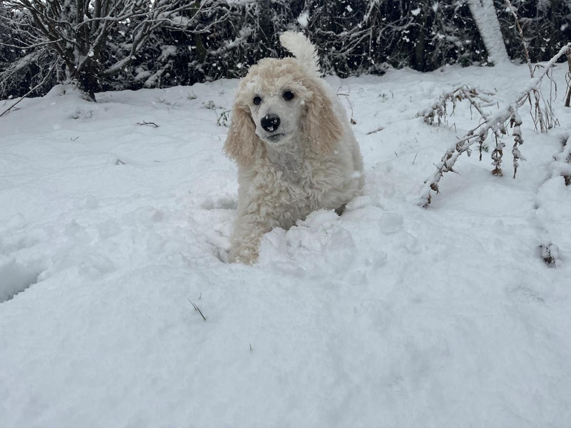 Storpuddel Malia  billede 12