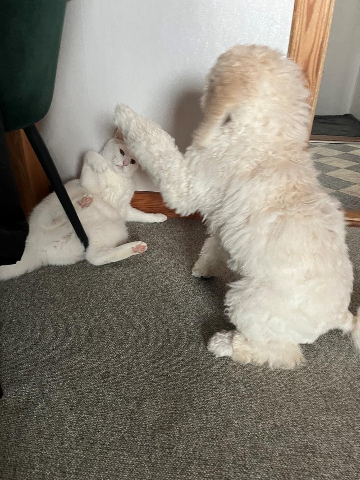 Storpuddel Malia  billede 15