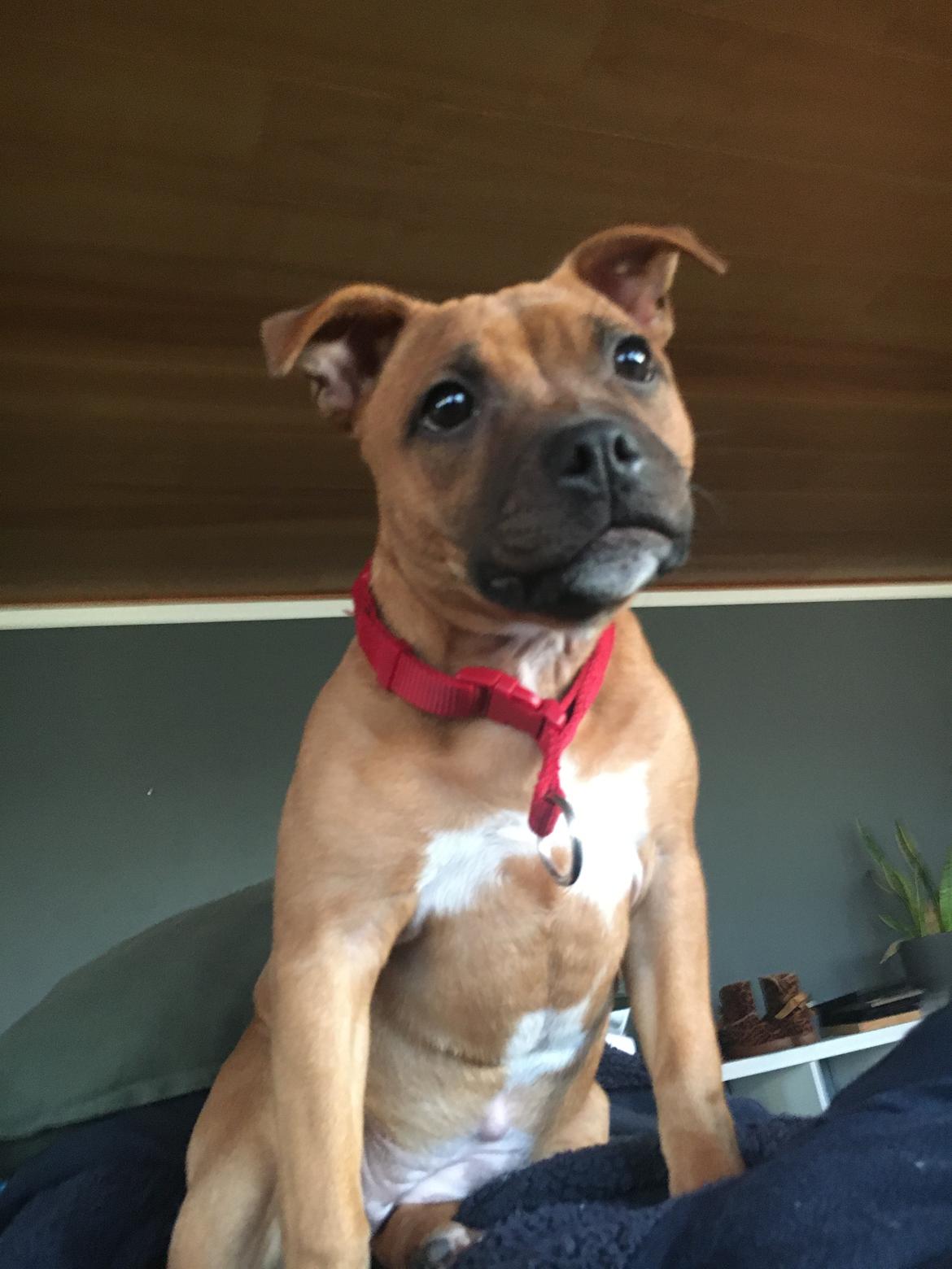Staffordshire bull terrier Sia billede 1