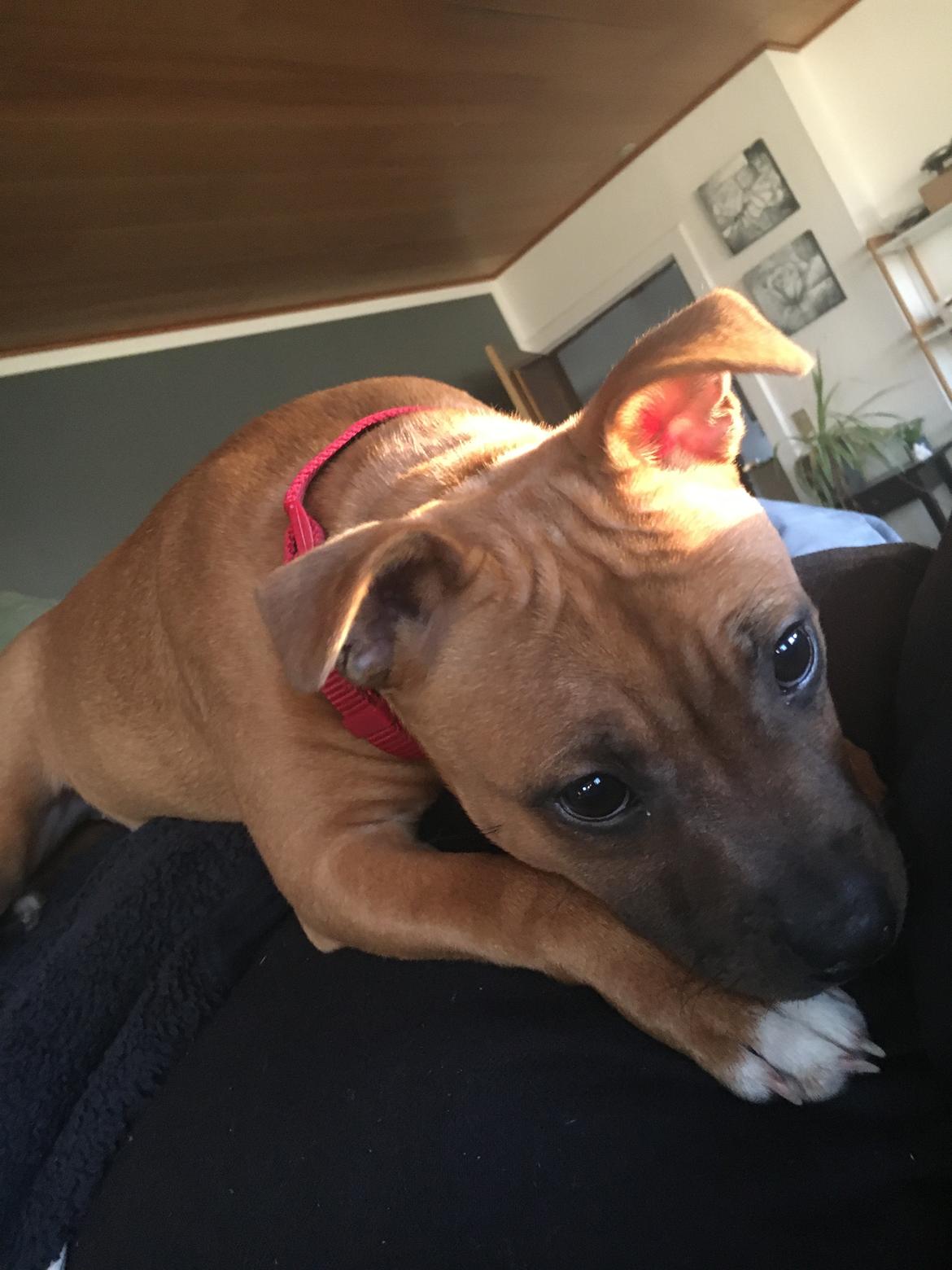 Staffordshire bull terrier Sia billede 4