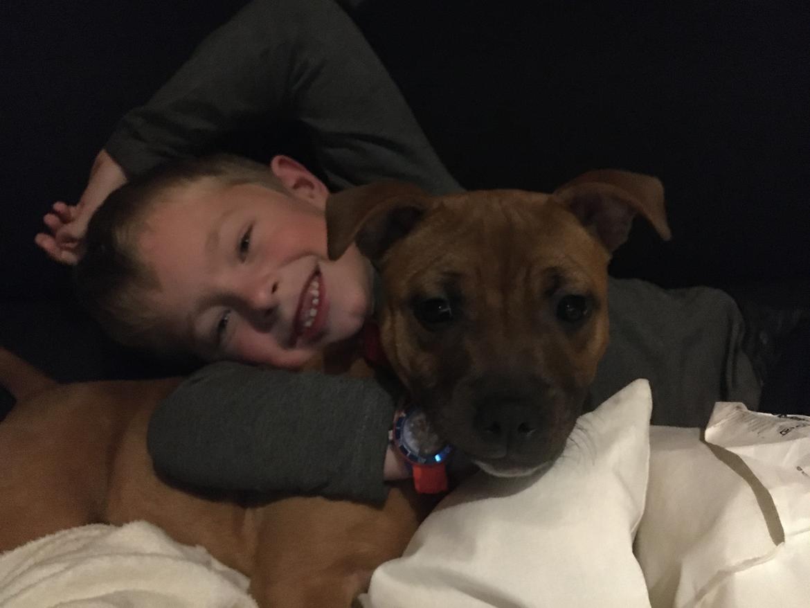 Staffordshire bull terrier Sia billede 5