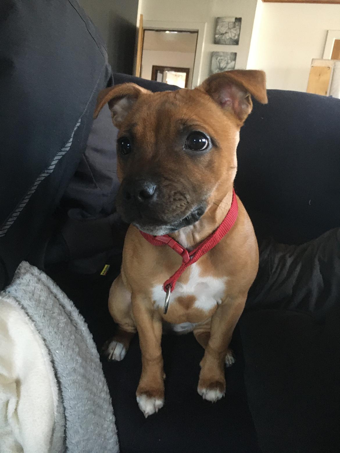 Staffordshire bull terrier Sia billede 7