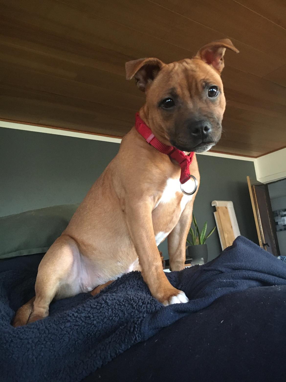 Staffordshire bull terrier Sia billede 2