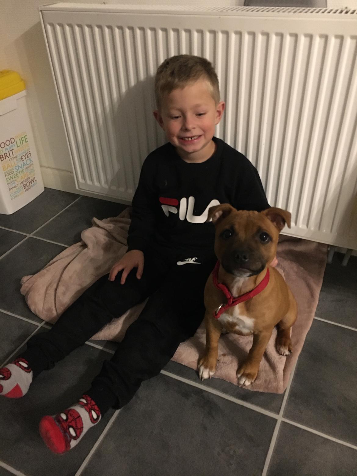 Staffordshire bull terrier Sia billede 10