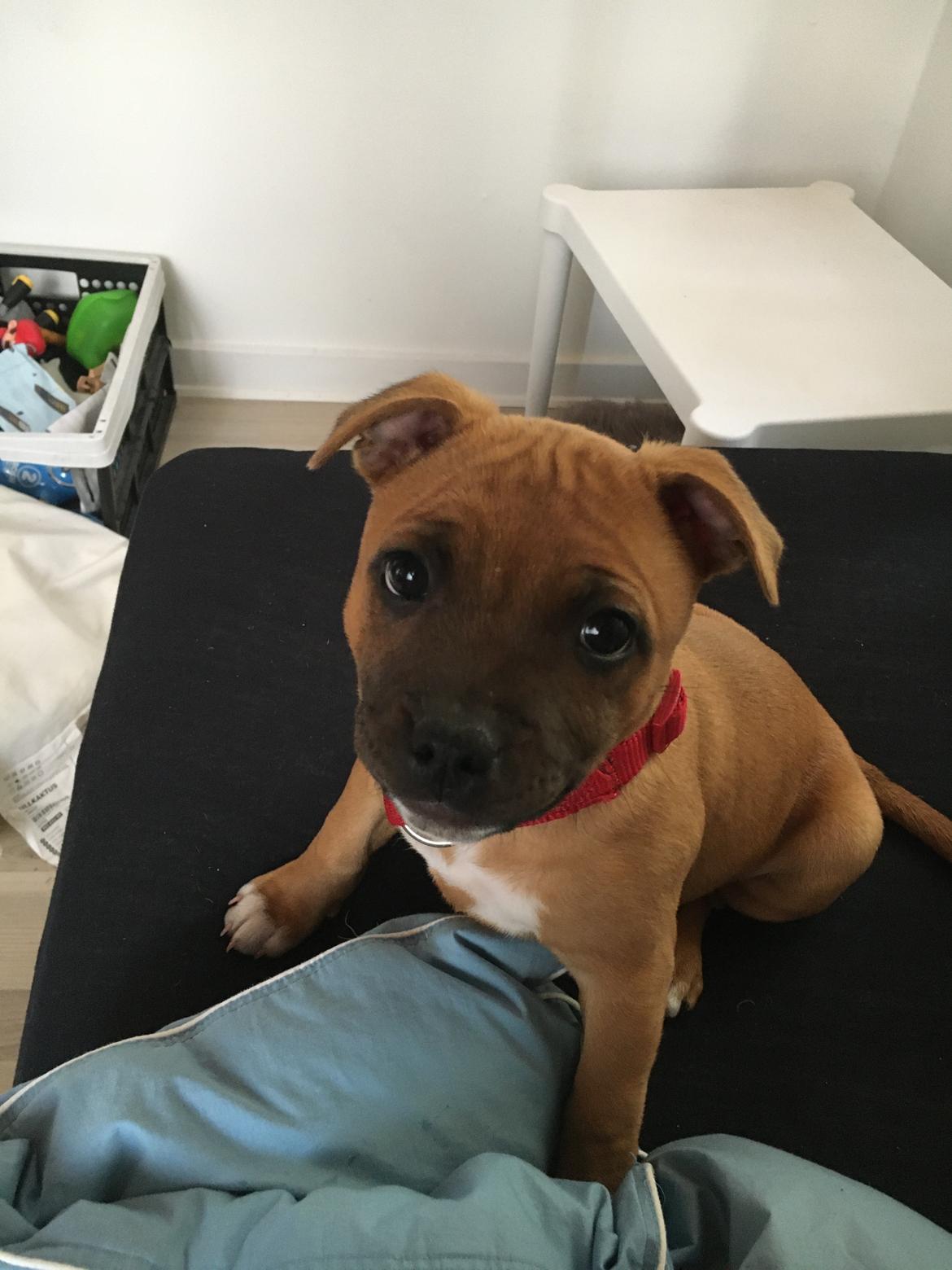 Staffordshire bull terrier Sia billede 16