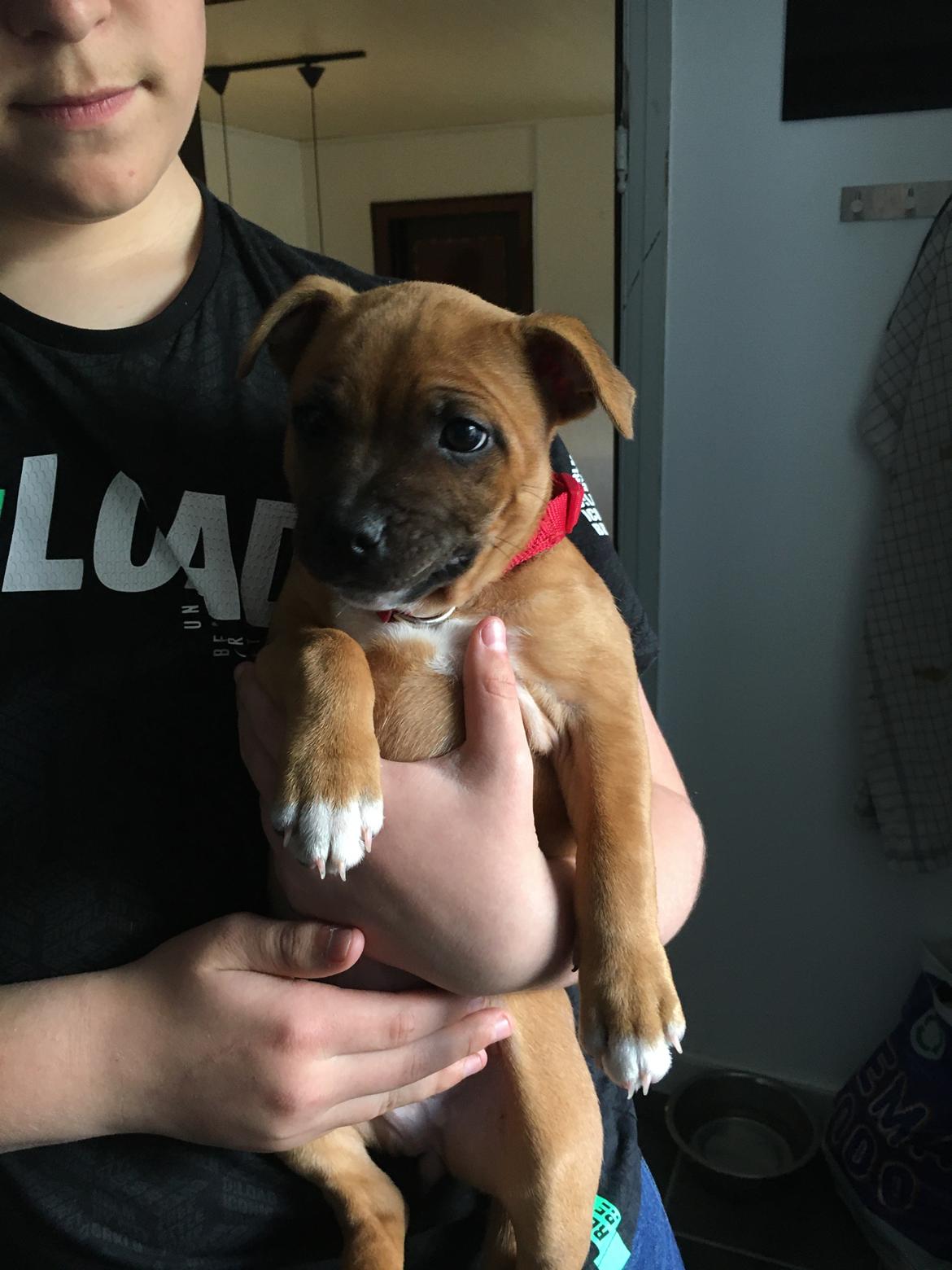 Staffordshire bull terrier Sia billede 17