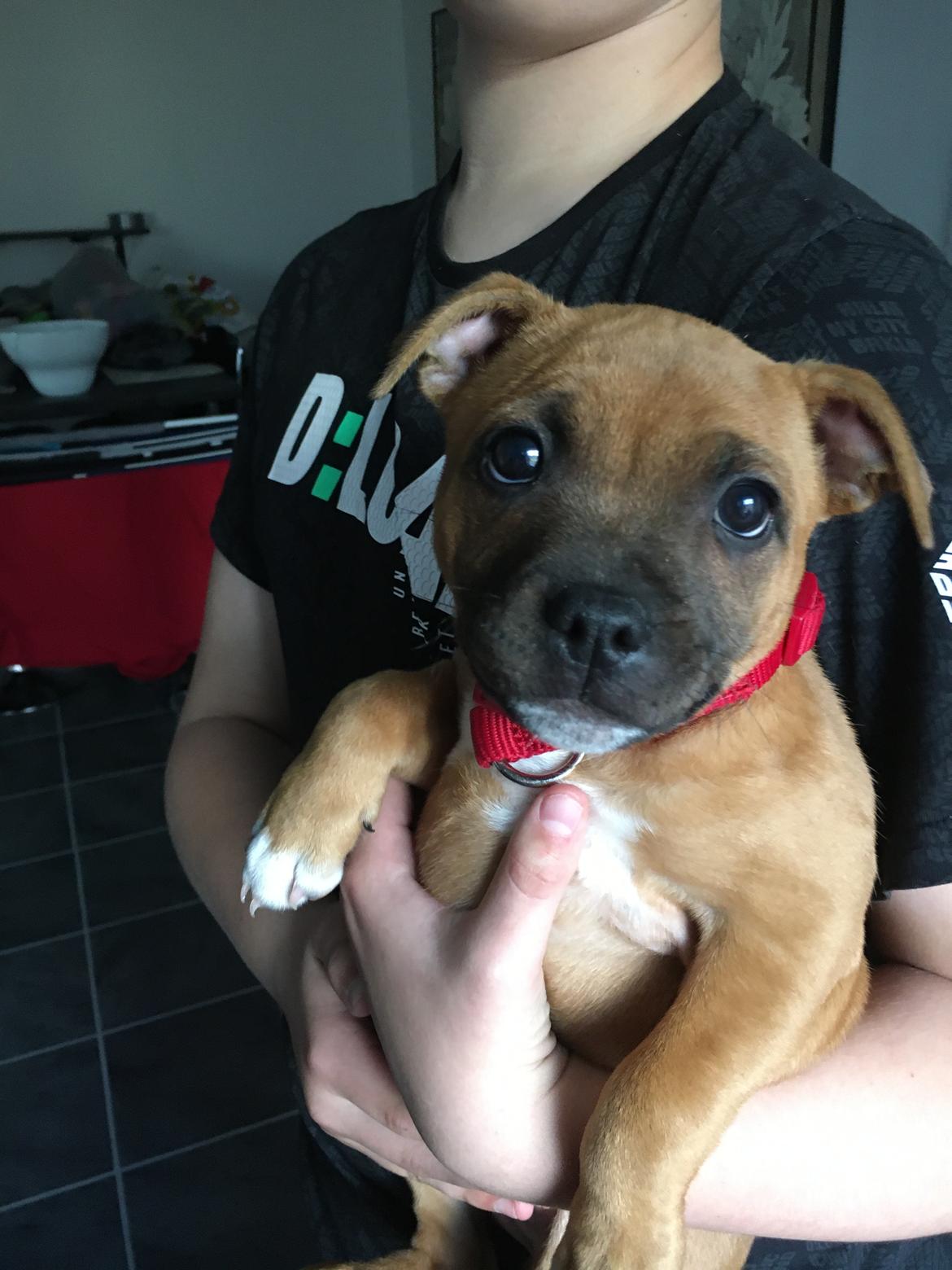 Staffordshire bull terrier Sia billede 15