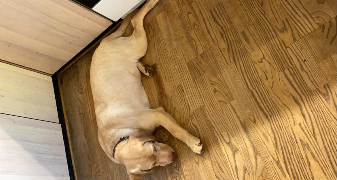 Labrador retriever Haulundgårds Bertil DK10766/2022 billede 19