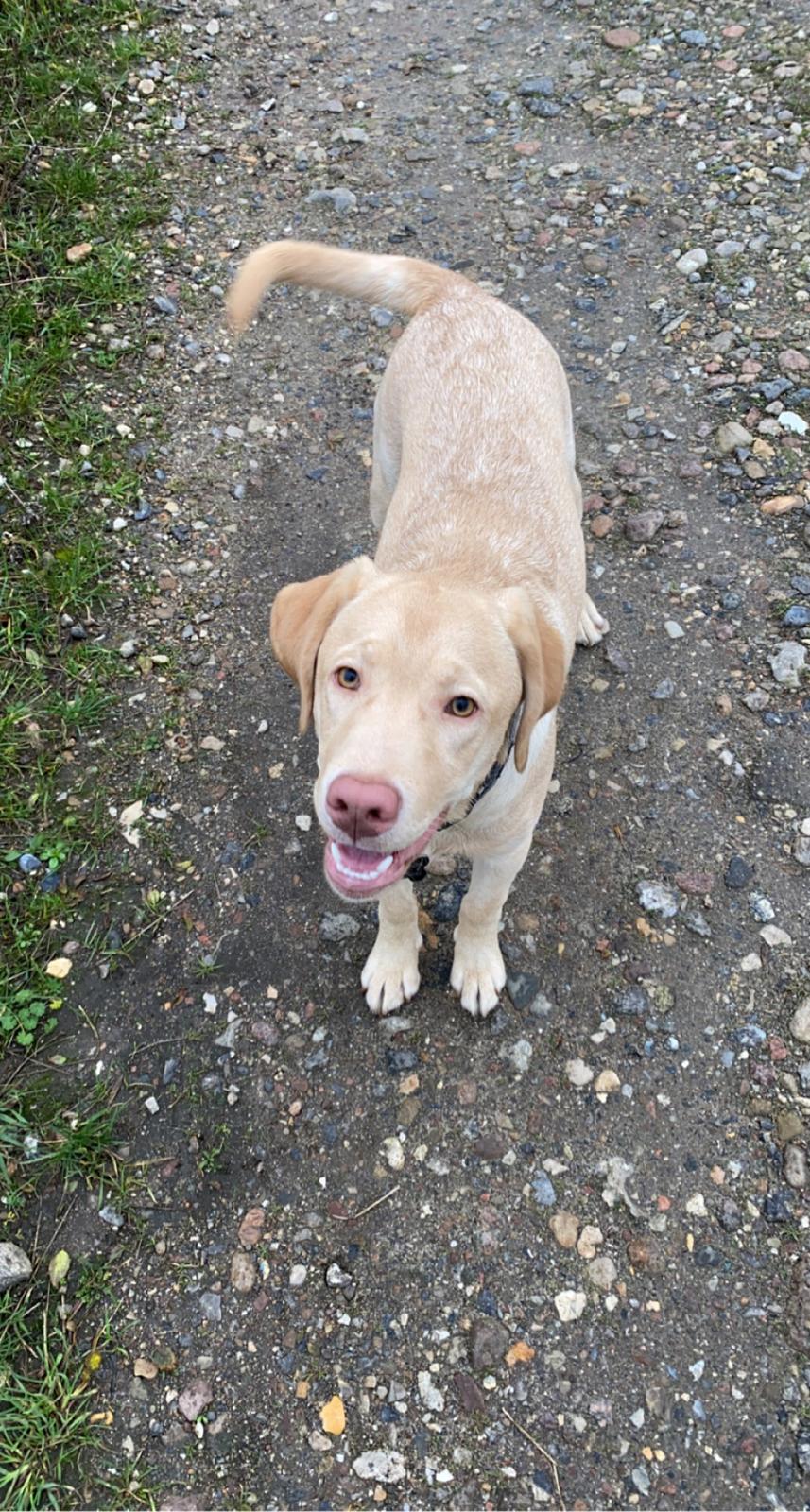 Labrador retriever Haulundgårds Bertil DK10766/2022 billede 21