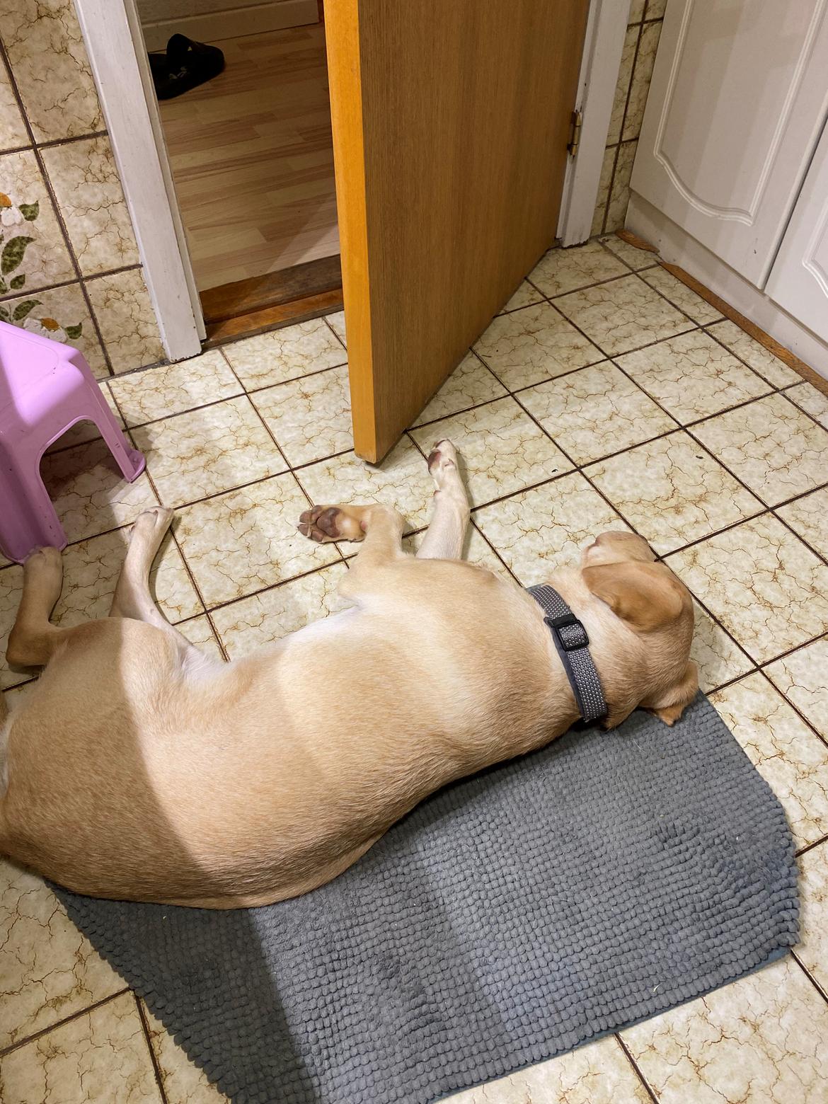 Labrador retriever Haulundgårds Bertil DK10766/2022 billede 20