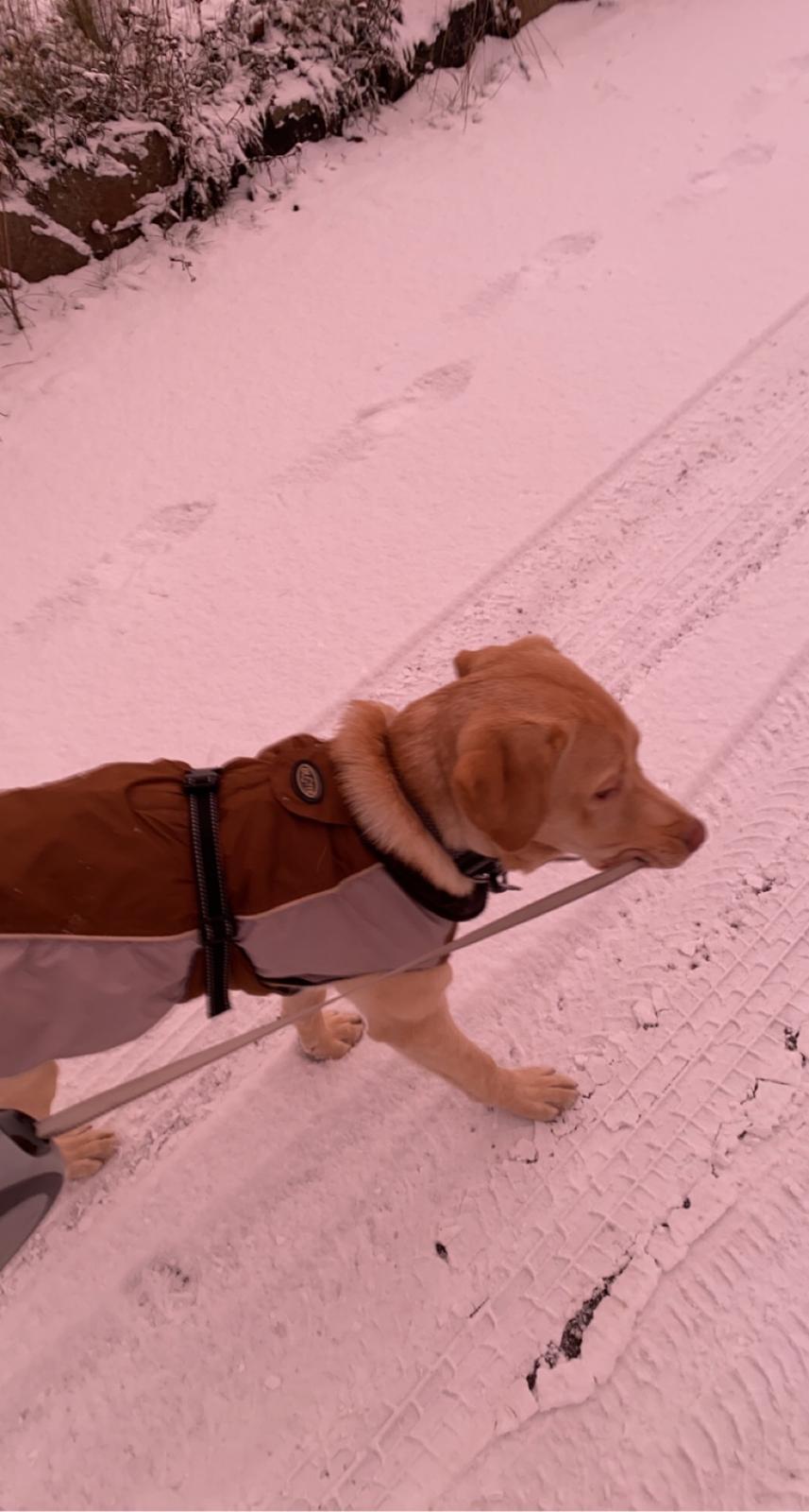 Labrador retriever Haulundgårds Bertil DK10766/2022 billede 22