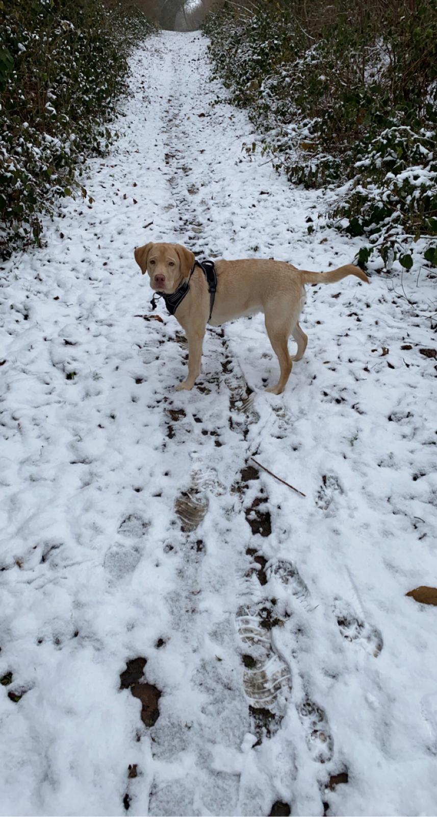 Labrador retriever Haulundgårds Bertil DK10766/2022 billede 23