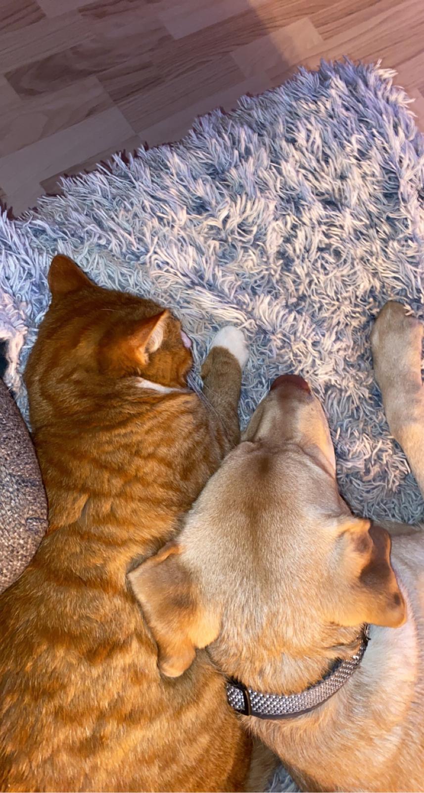 Labrador retriever Haulundgårds Bertil DK10766/2022 billede 24