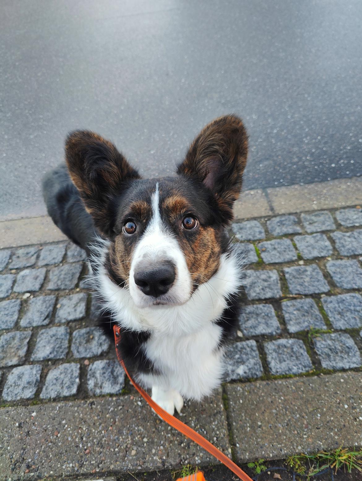 Welsh corgi cardigan Nitro billede 2