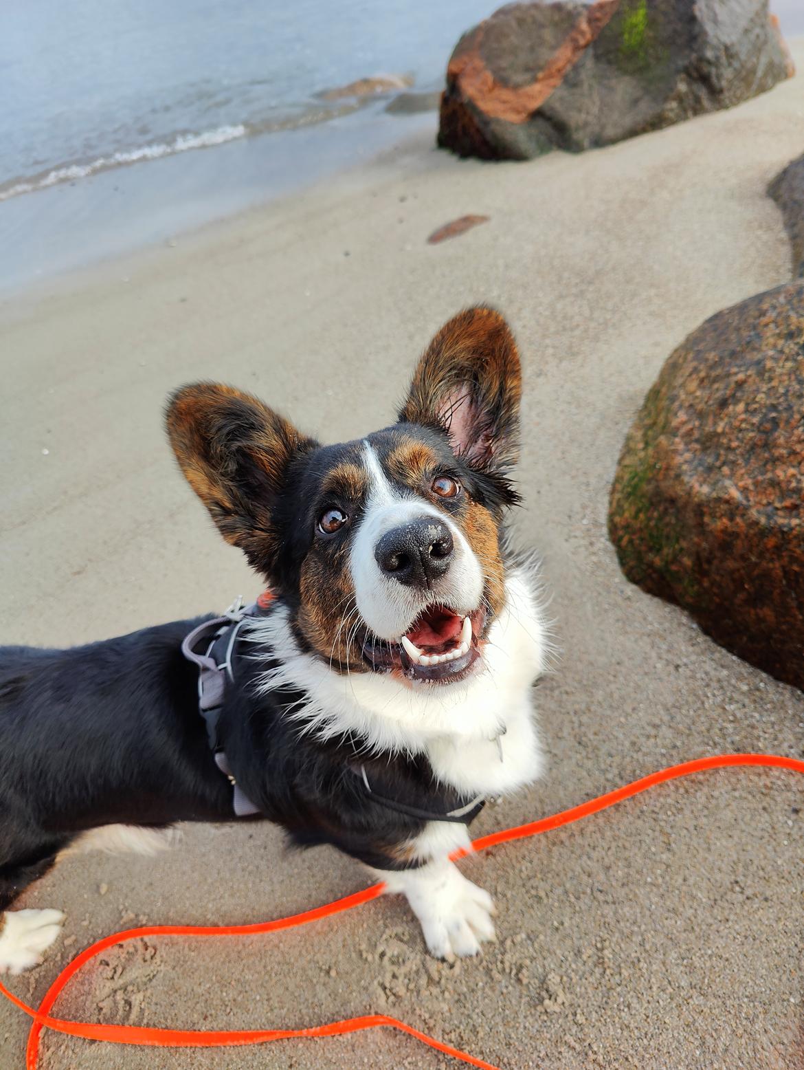 Welsh corgi cardigan Nitro billede 3