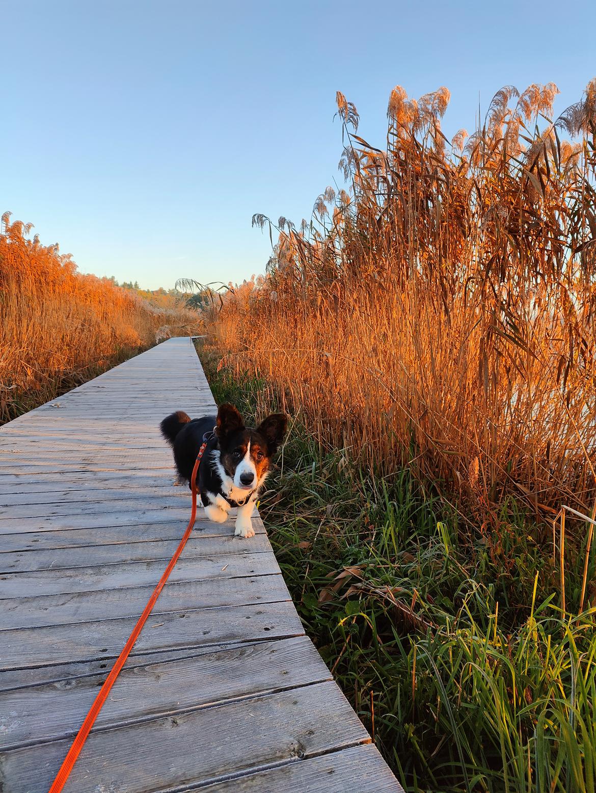 Welsh corgi cardigan Nitro billede 4