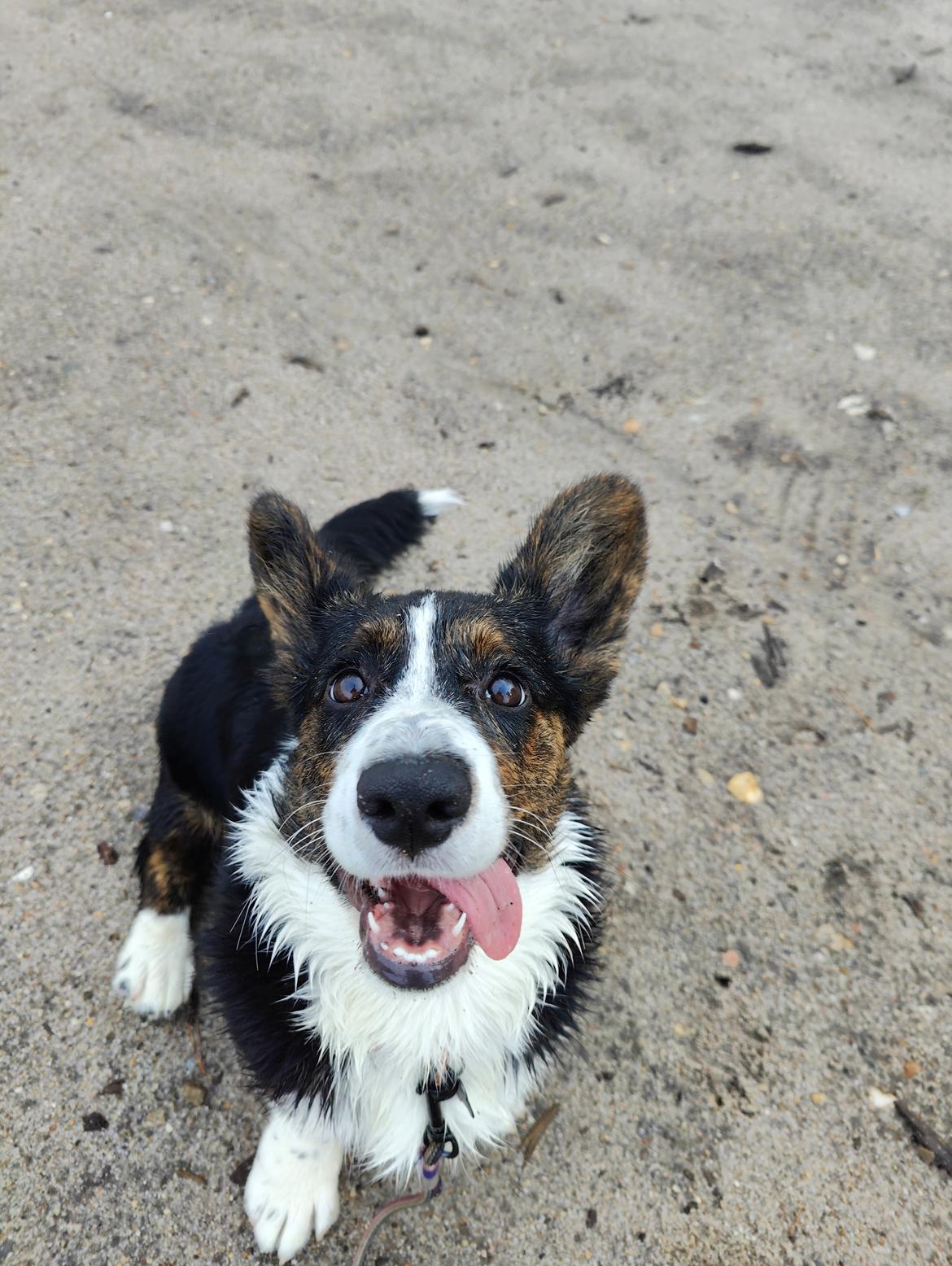 Welsh corgi cardigan Nitro billede 10