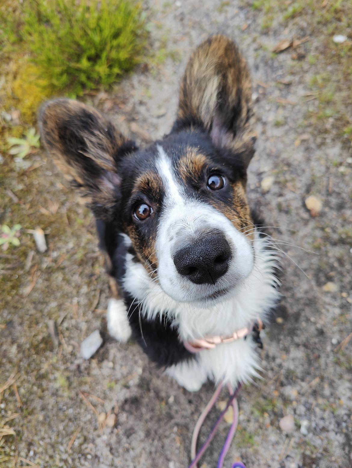 Welsh corgi cardigan Nitro billede 12