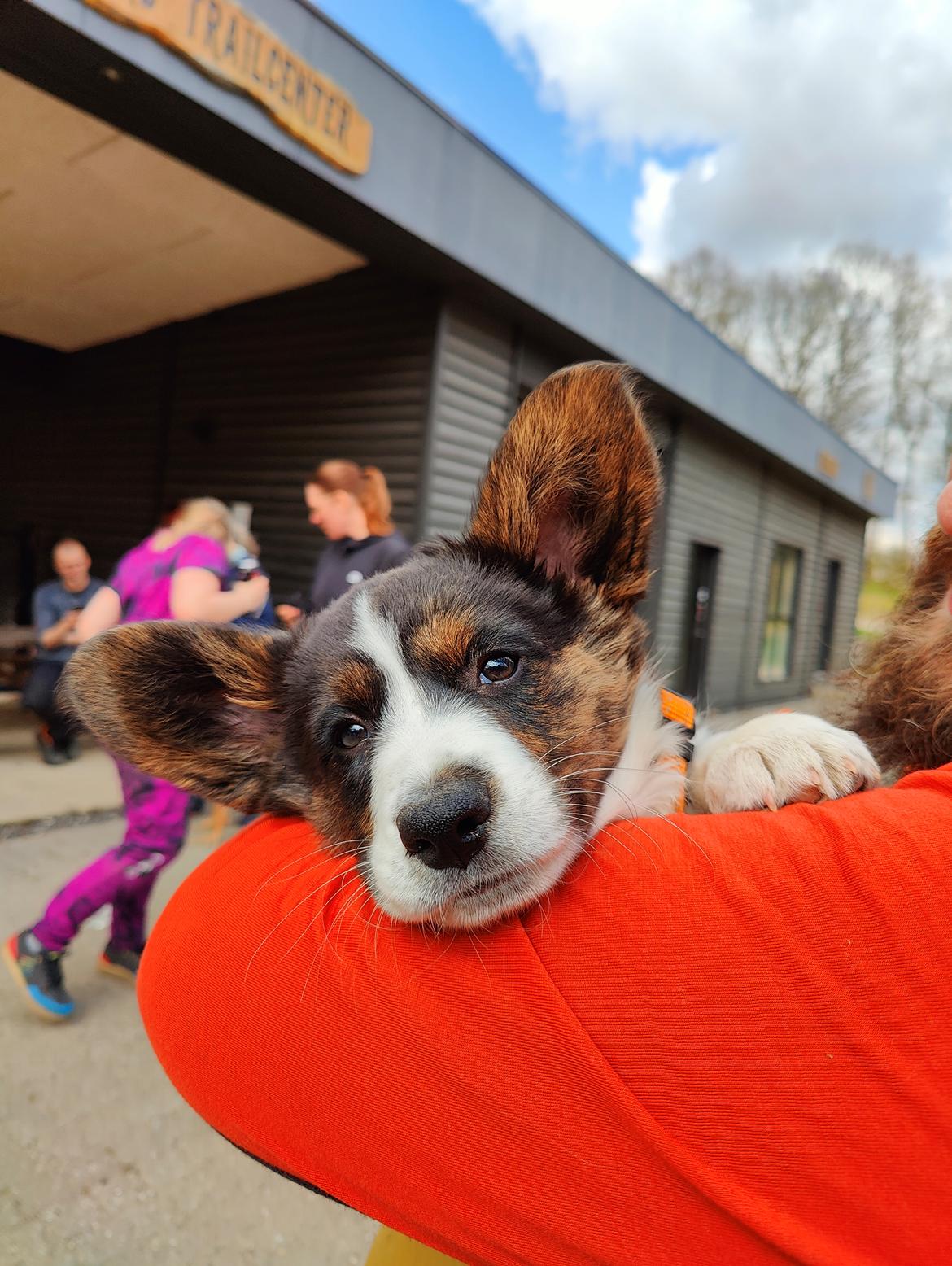 Welsh corgi cardigan Nitro billede 15