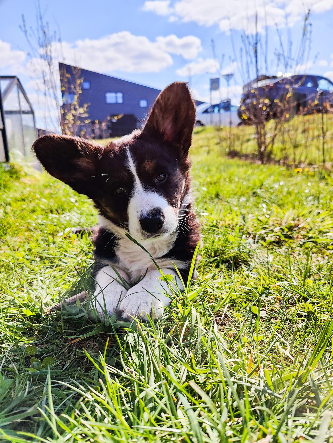 Welsh corgi cardigan Nitro billede 17