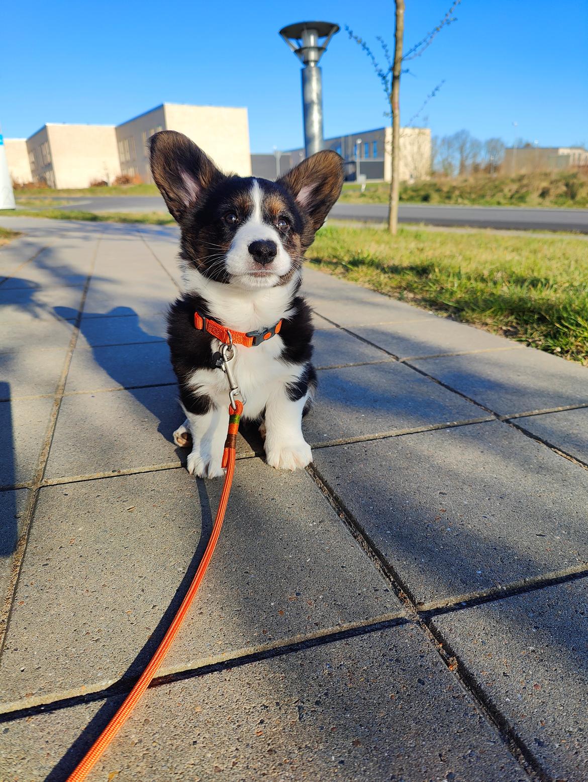 Welsh corgi cardigan Nitro billede 18