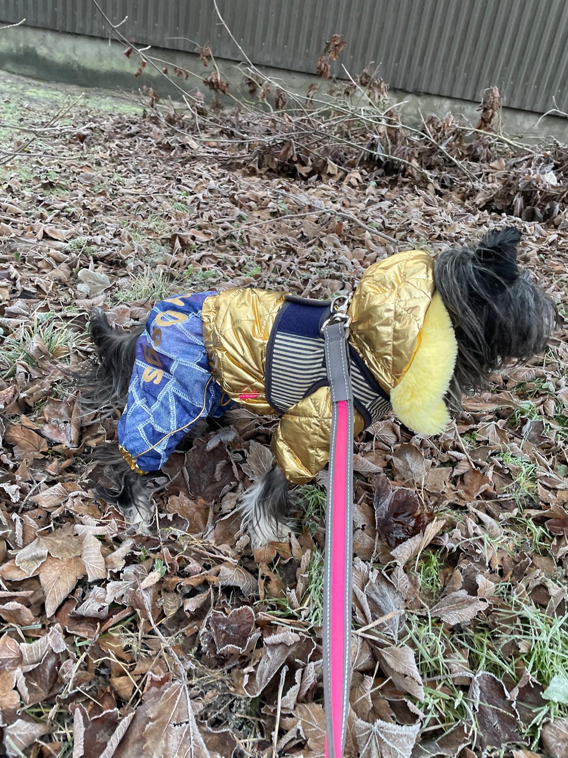 Chinese crested hårløs DJ billede 50