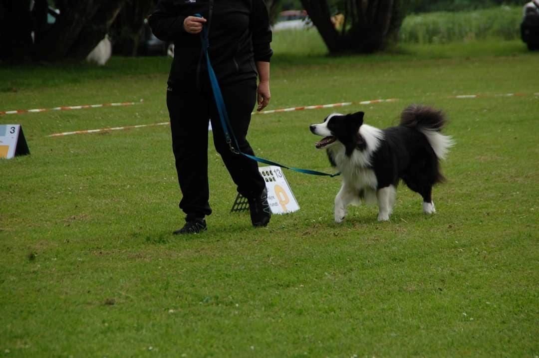 Border collie Q (Kyoõ) billede 3