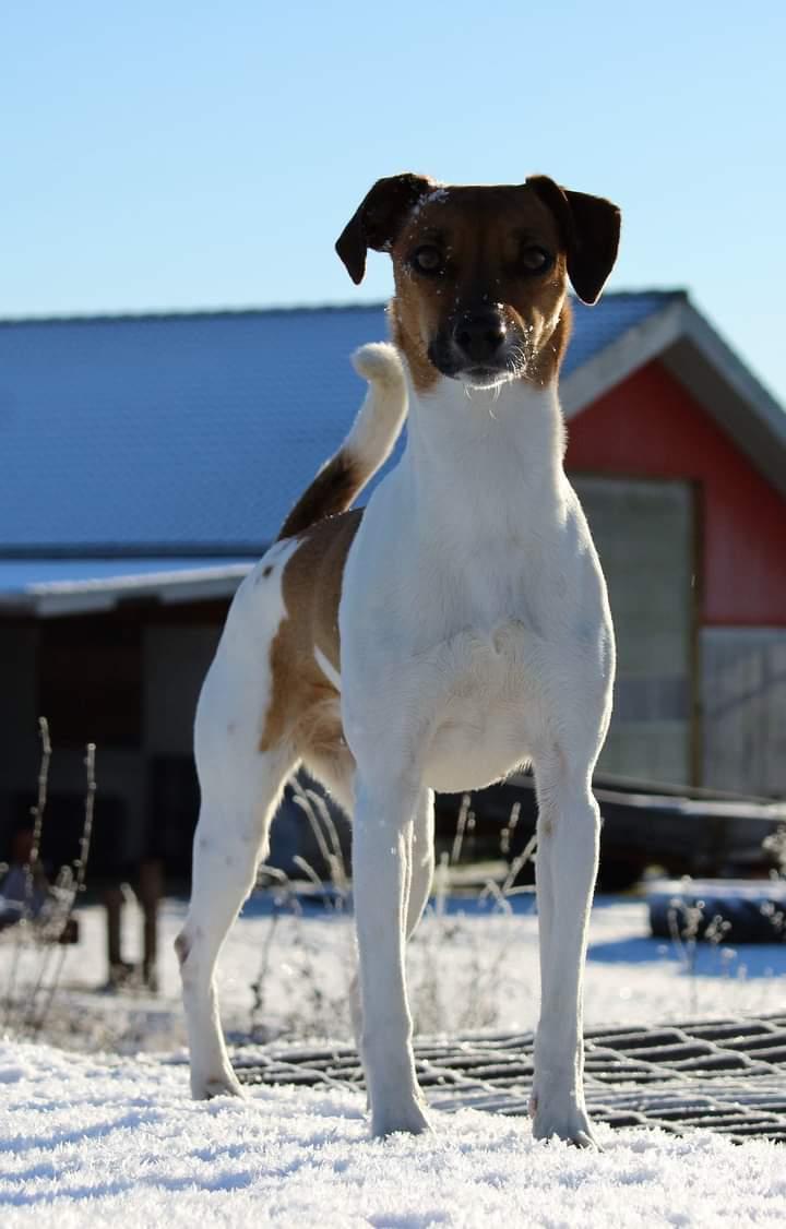 Dansk svensk gaardhund Hundeprut. billede 4