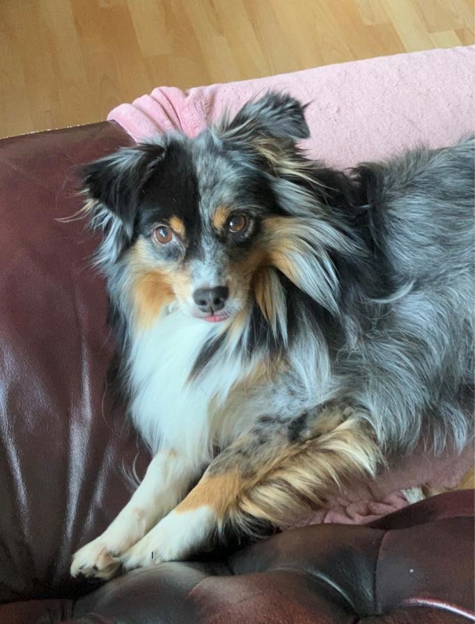 Miniature American Shepherd Hailie billede 1