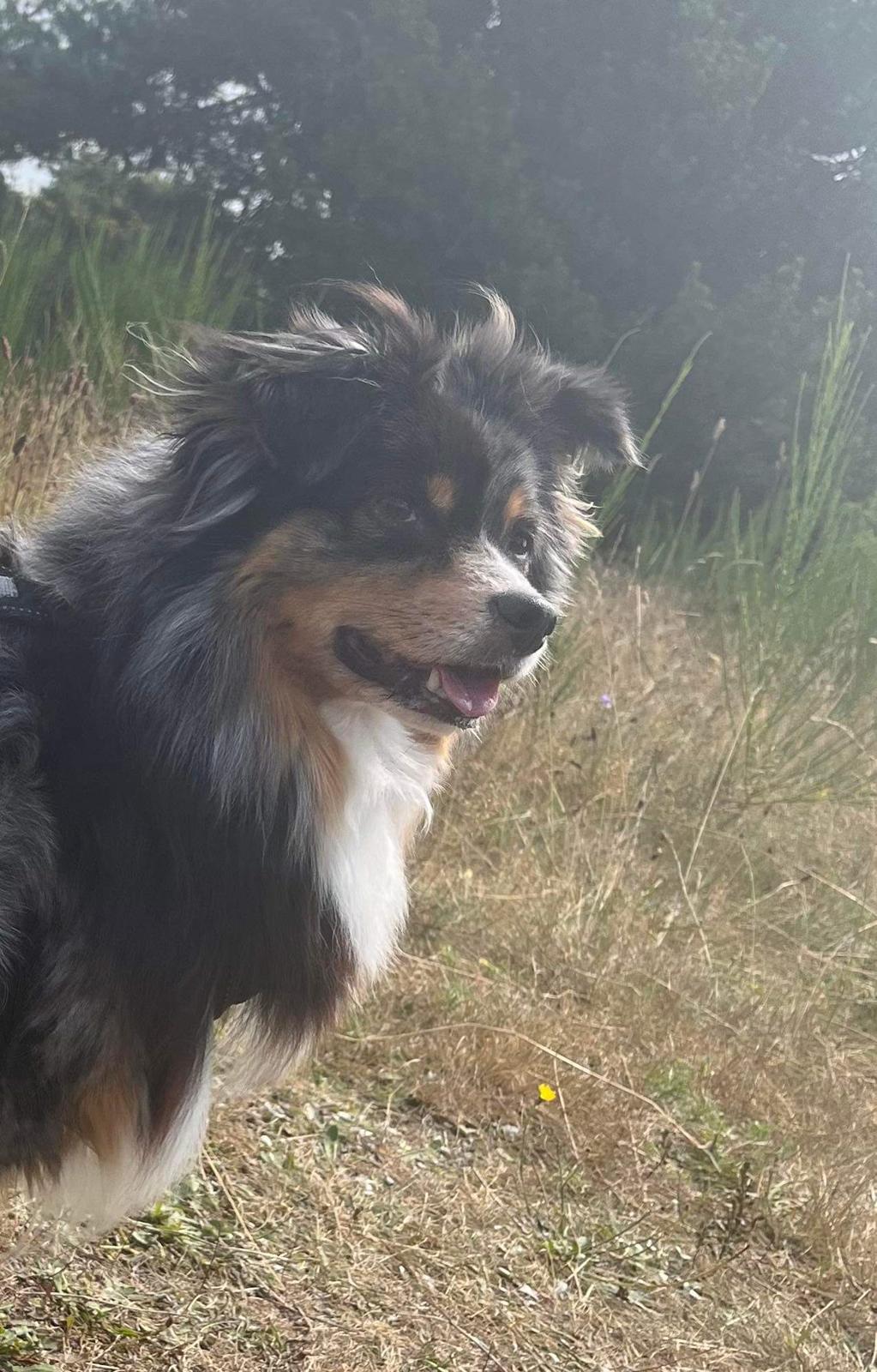 Miniature American Shepherd Hailie billede 2